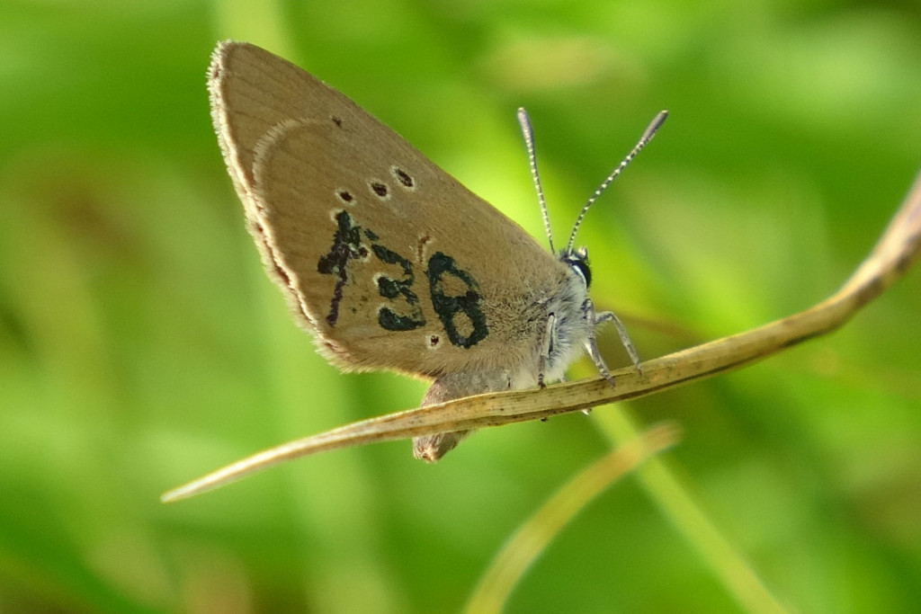 Hangyaboglárka lepkék (Maculinea spp.) állománybecslési módszertanának fejlesztése